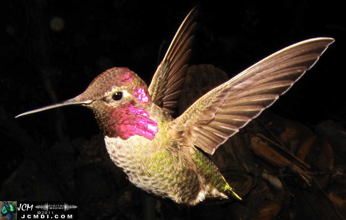 Hummingbird photo captured from Robo-Cam Motion Detection at JCMDI.COM